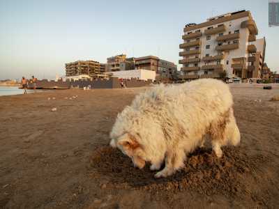 ...scava una buca e si stende l� dentro per stare pi� al fresco...
